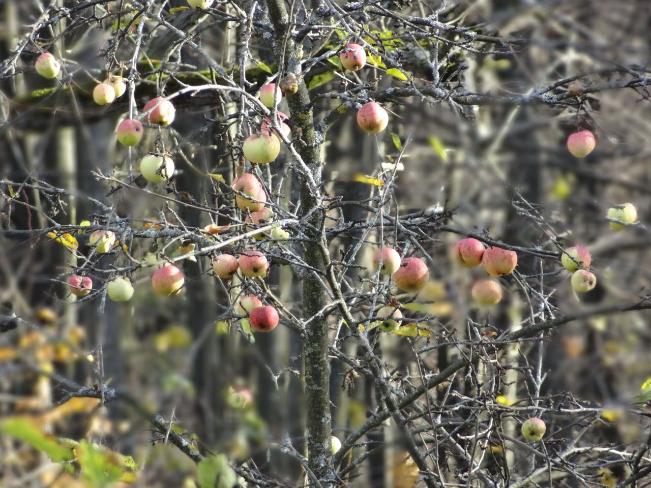 ветки с яблоками