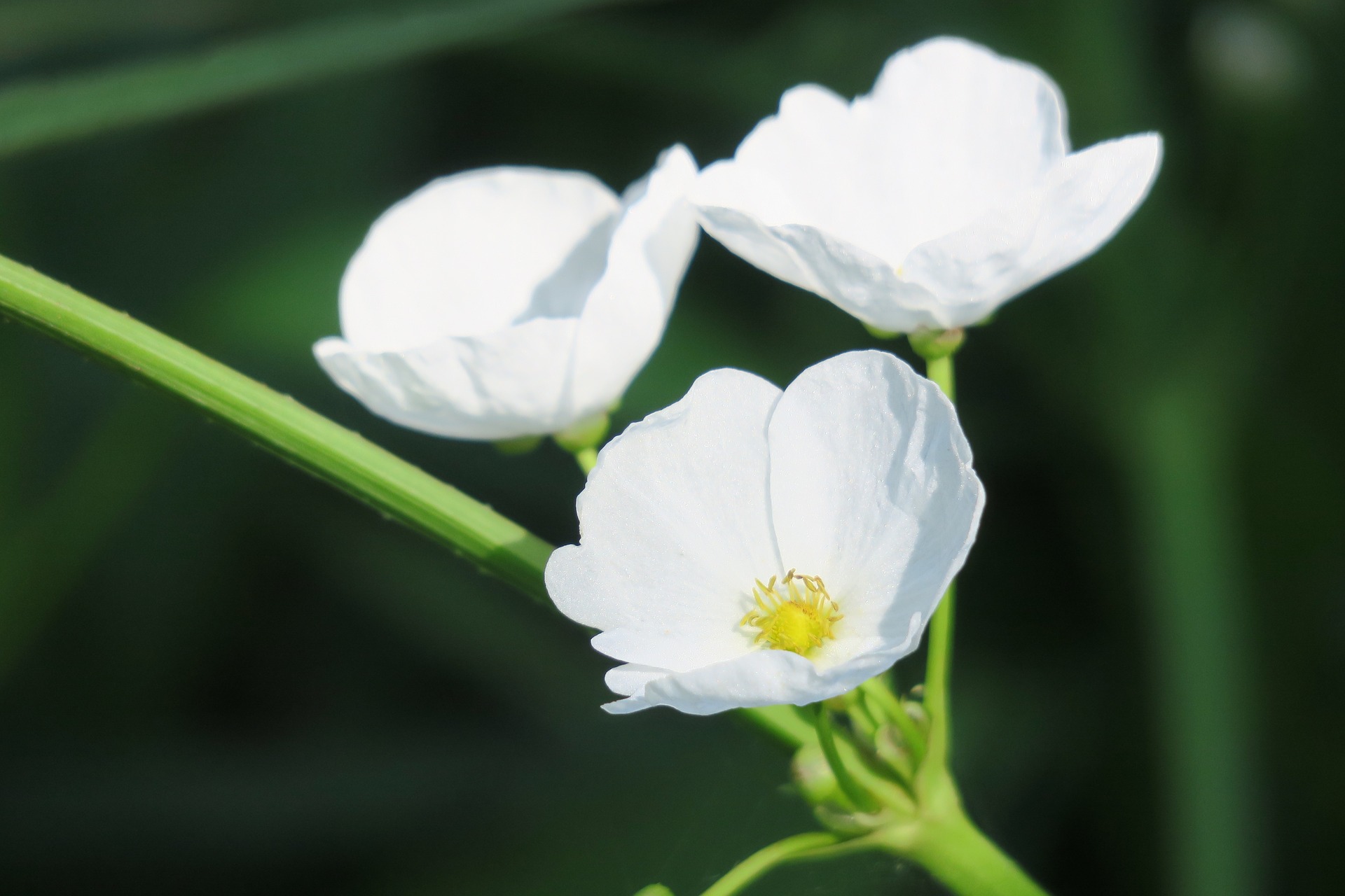 цветок стрелолиста